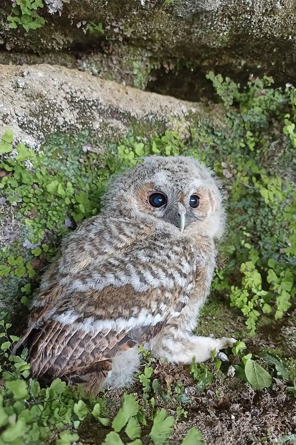 oiseau la roque saint christophe