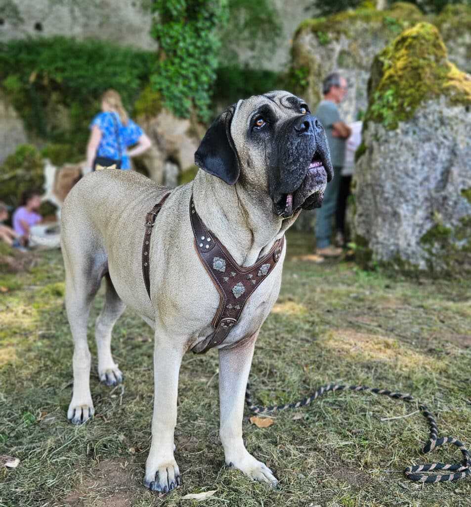 chien a la roque saint christophe
